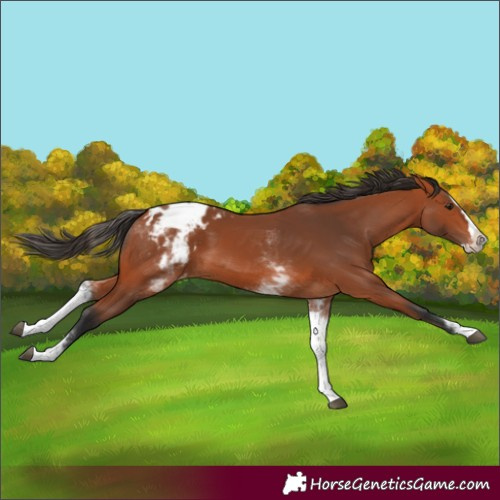 Horse Color:White Spotted Bay Splash Appaloosa