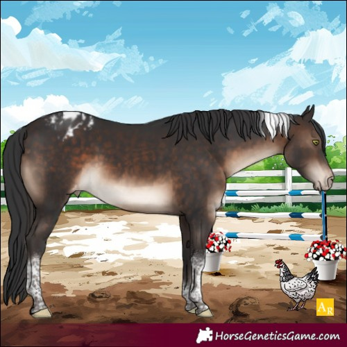 Horse Color:Brown Tobiano Appaloosa 