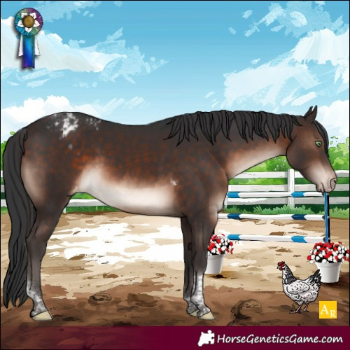 Horse Color:Brown Mushroom Tobiano Appaloosa