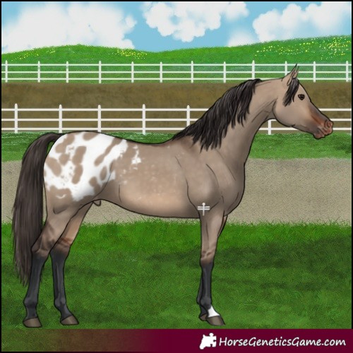 Horse Color:Bay Dun Blanket 
