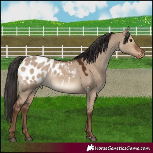 Horse Color:Liver Red Dun Blanket 