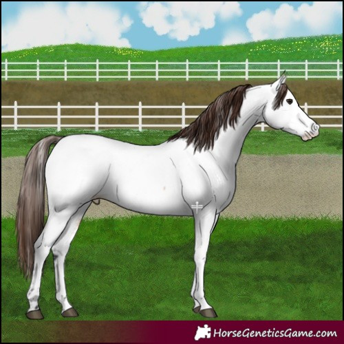 Horse Color:Bay Dun Near Fewspot 
