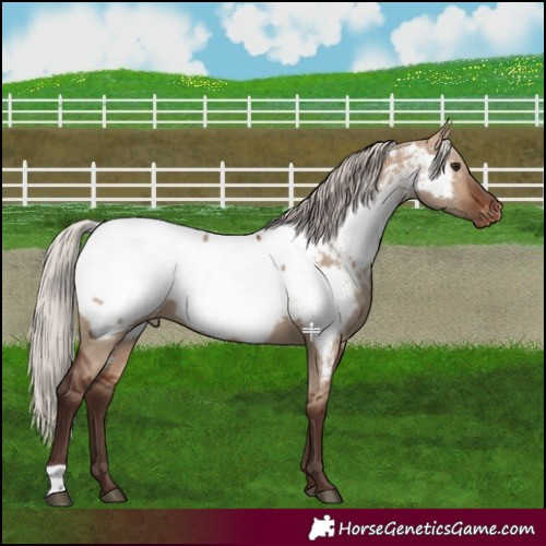 Horse Color:Silver Bay Dun Appaloosa 