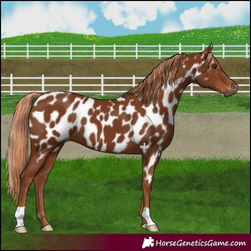 Horse Color:Gray Chestnut Near Leopard