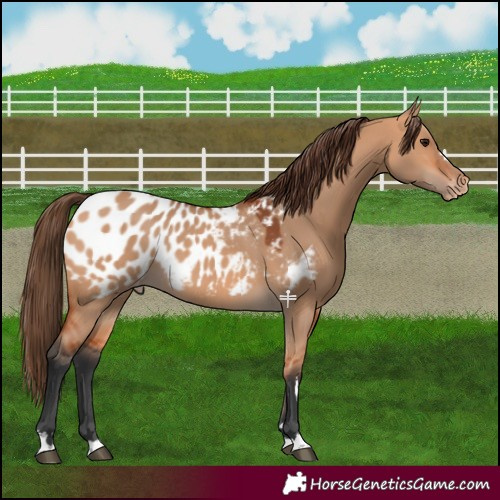 Horse Color:Bay Dun Appaloosa