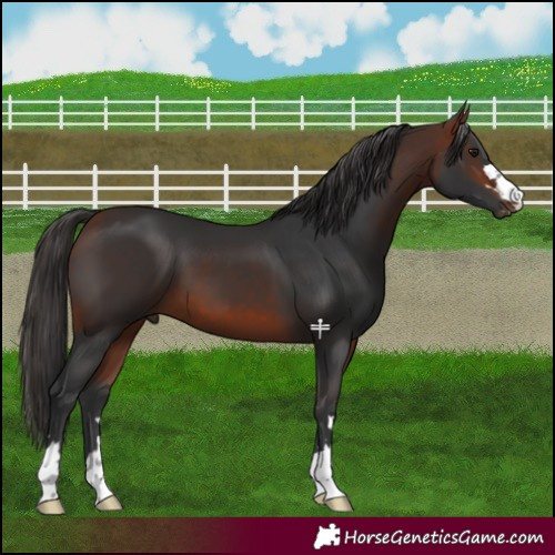Horse Color:Bay 