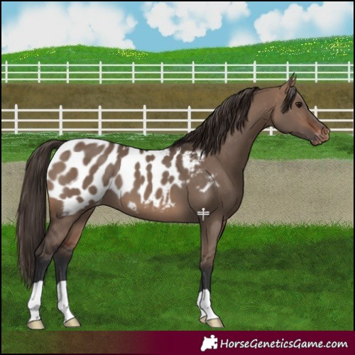 Horse Color:Brown Dun Near Leopard 