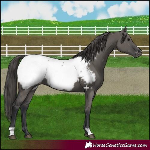 Horse Color:Grullo Near Fewspot 