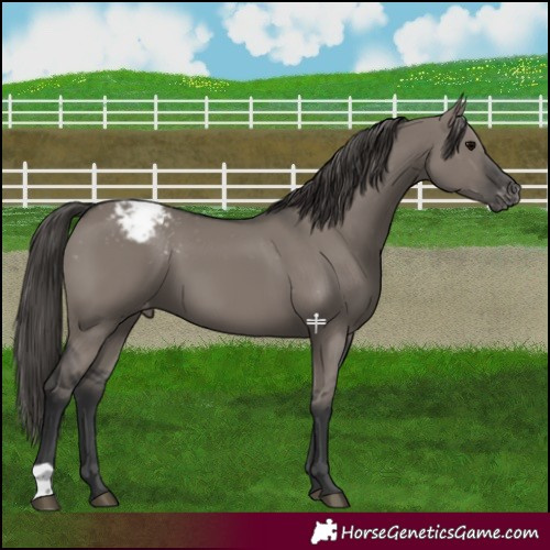 Horse Color:Grullo Appaloosa