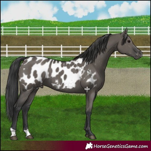 Horse Color:Grullo Appaloosa 