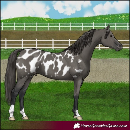 Horse Color:Grullo Appaloosa 