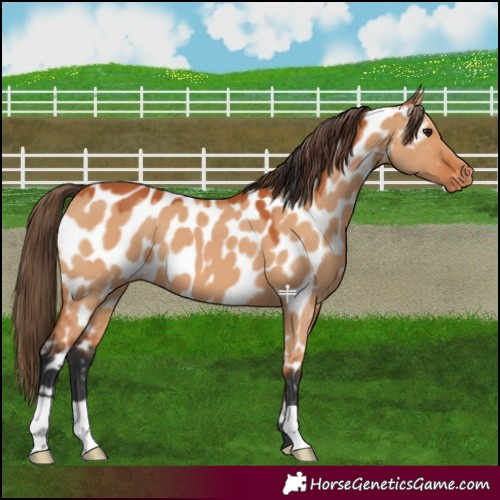 Horse Color:Bay Dun Near Leopard