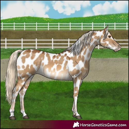Horse Color:Chocolate Palomino Dun Leopard