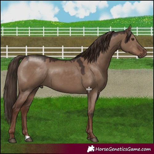 Horse Color:Liver Red Dun