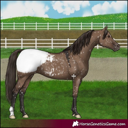 Horse Color:Liver Red Dun Snowcap 