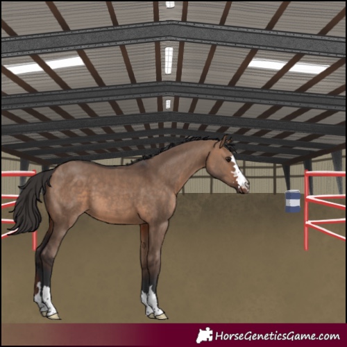 Horse Color:Brown Dun