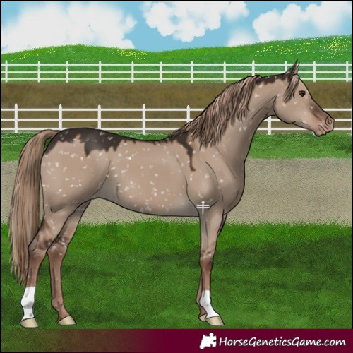 Horse Color:Liver Red Dun Snowflake Varnish