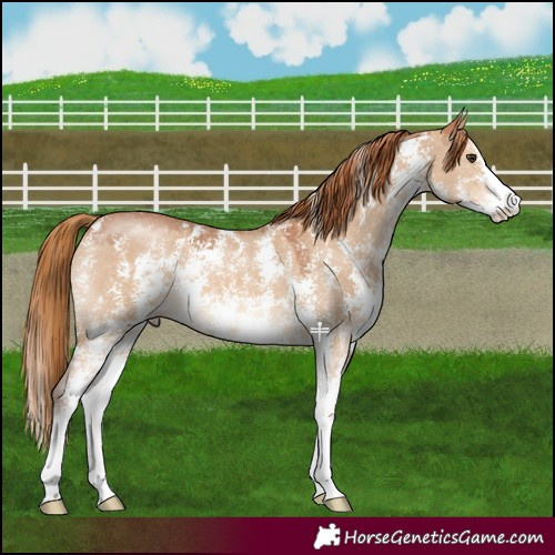Horse Color:Red Dun Sabino