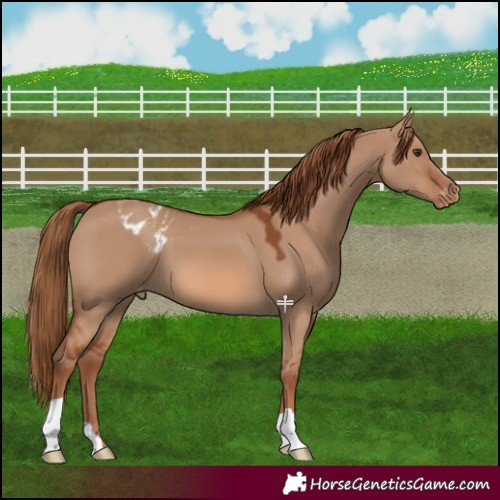 Horse Color:Red Dun Blanket 