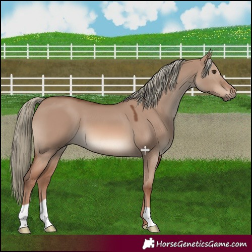 Horse Color:Red Dun Mushroom 