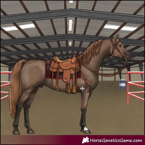 Horse Color:Liver Red Dun 