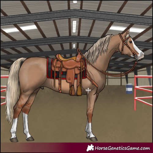 Horse Color:Red Dun Splash 