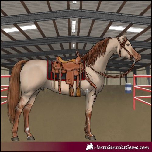 Horse Color:Red Dun 