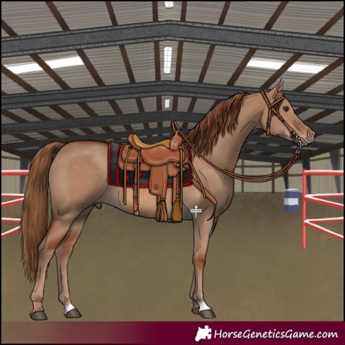Horse Color:Red Dun