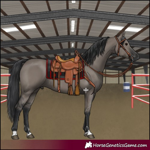 Horse Color:Grullo