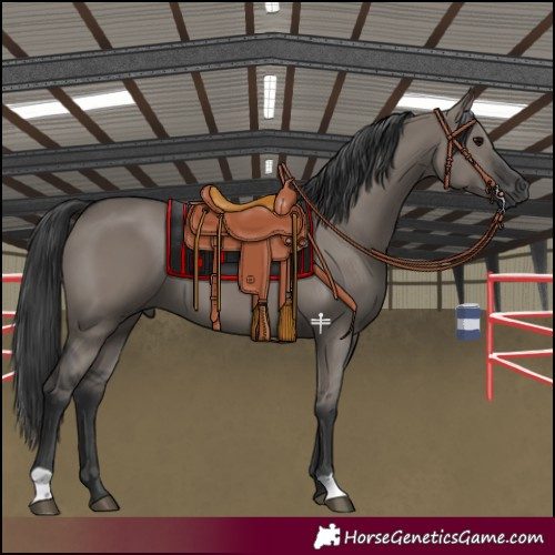 Horse Color:Grullo 
