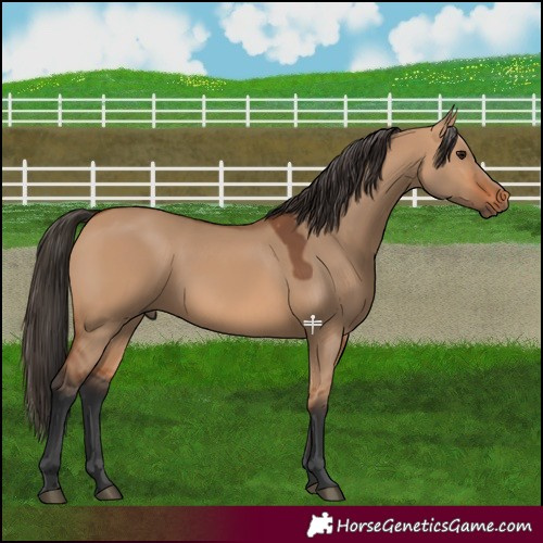Horse Color:Bay Dun 