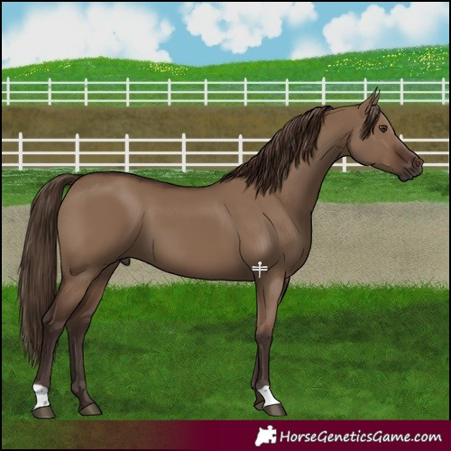 Horse Color:Liver Red Dun 