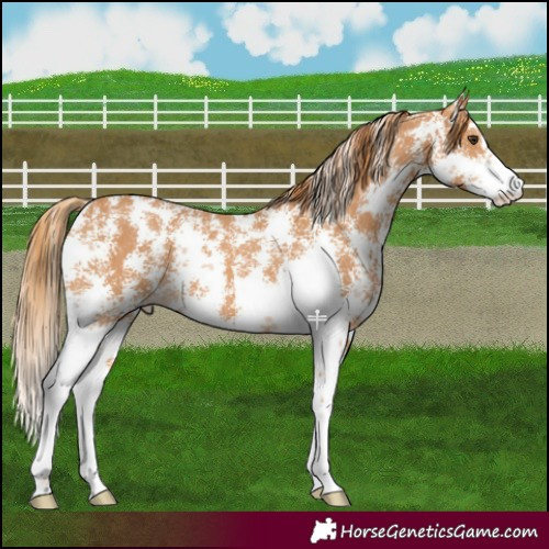 Horse Color:Chestnut Sabino 