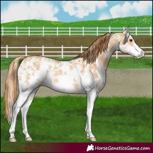 Horse Color:Red Dun Sabino 
