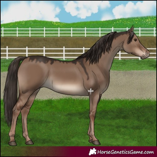 Horse Color:Liver Red Dun