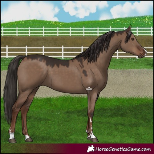 Horse Color:Liver Red Dun 