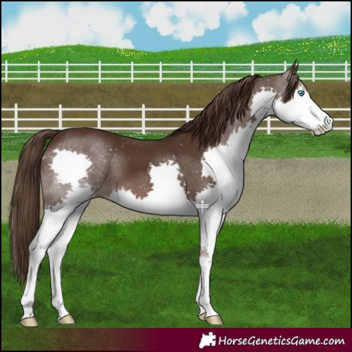 Horse Color:Liver Chestnut Splash 
