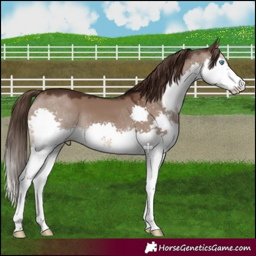 Horse Color:Liver Red Dun Splash 