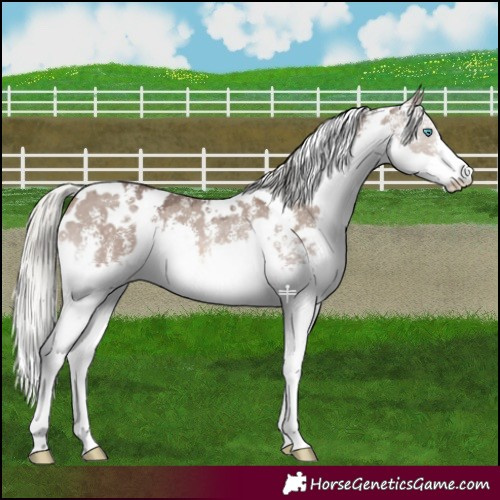 Horse Color:White Spotted Liver Red Dun Mushroom Sabino Splash 