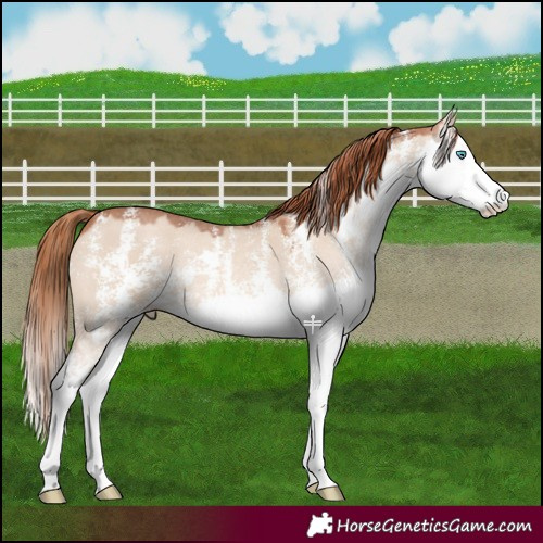 Horse Color:Red Dun Sabino Splash 
