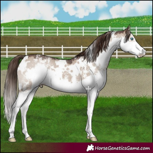 Horse Color:White Spotted Liver Red Dun Sabino Splash 