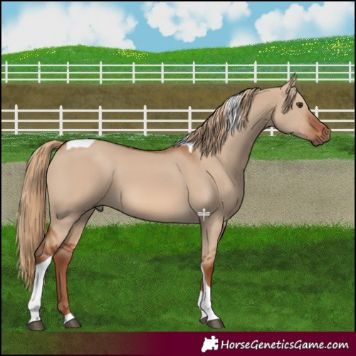 Horse Color:Red Dun Tobiano