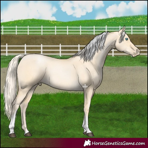 Horse Color:Palomino Dun Tobiano 
