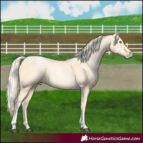 Horse Color:Palomino Dun Tobiano