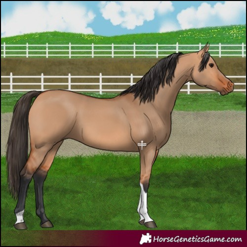 Horse Color:Bay Dun Tobiano