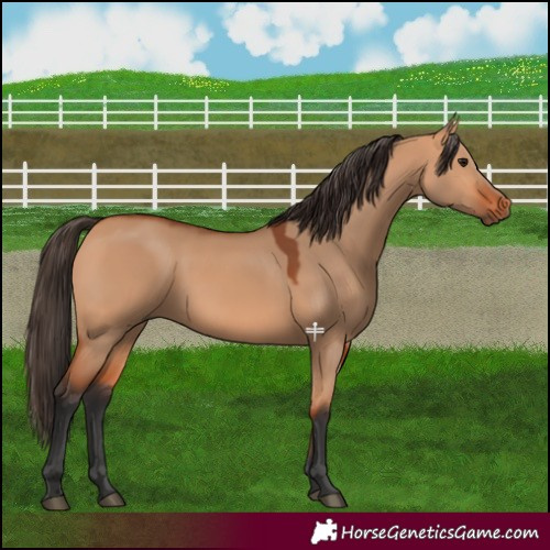 Horse Color:Bay Dun 