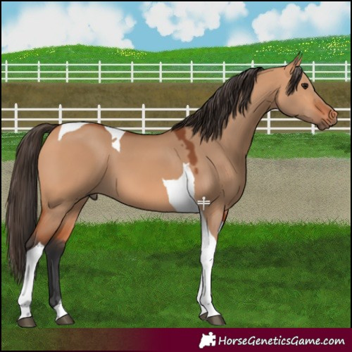 Horse Color:Bay Dun Tobiano