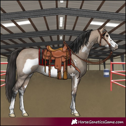 Horse Color:Bay Dun Sabino Frame Rabicano 