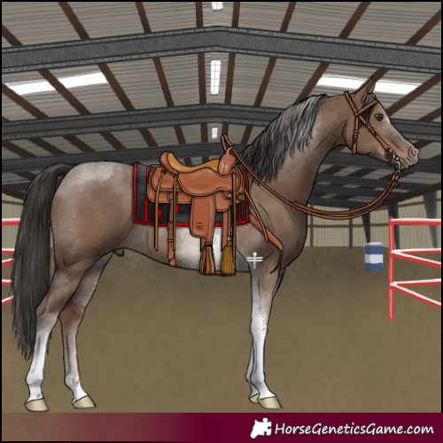 Horse Color:Liver Red Dun Tobiano Rabicano