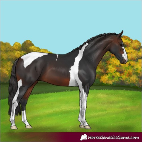 Horse Color:Brown Tobiano 